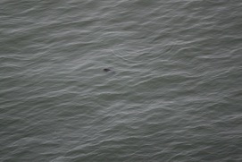 Missing Picture